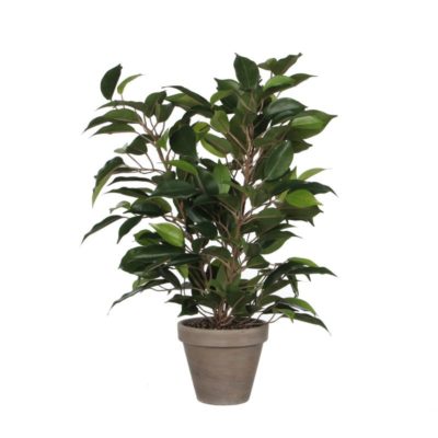 planten